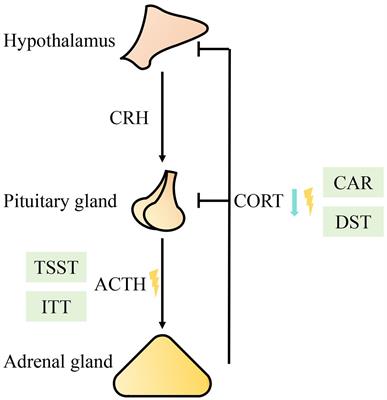 Research progress in the treatment of chronic fatigue syndrome through interventions targeting the hypothalamus-pituitary-adrenal axis